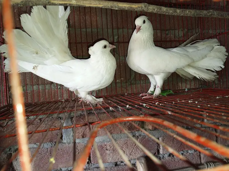 Indian fantail breeder pair for sale — photo 3