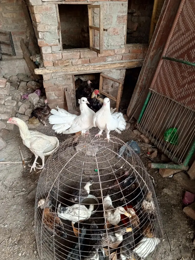 Indian fantail breeder pair for sale — photo 4