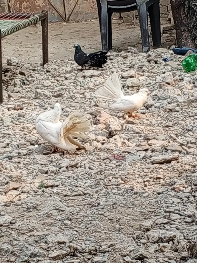 Indian fantail breeder pair for sale — photo 5
