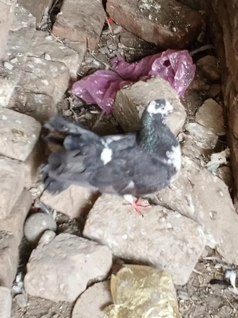 Indian fantail breeder pair for sale — photo 7