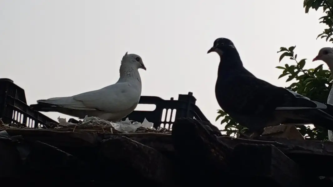 Indian fantail breeder pair for sale — photo 10