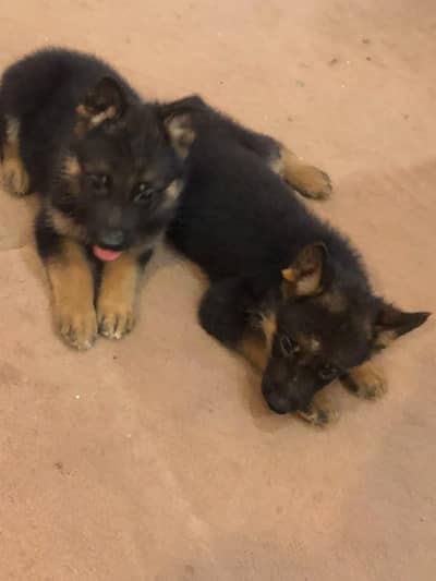 German Shepherd Puppies Available for Sale | Healthy & Active