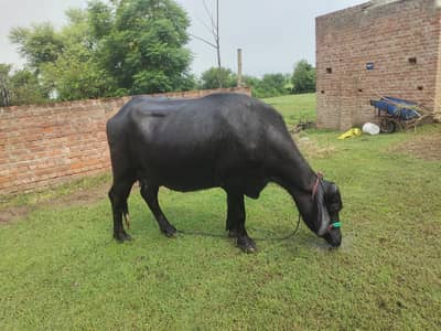 Buffalo for sale