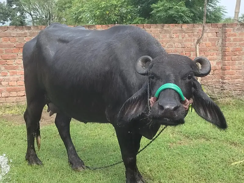 Buffalo for sale — photo 4