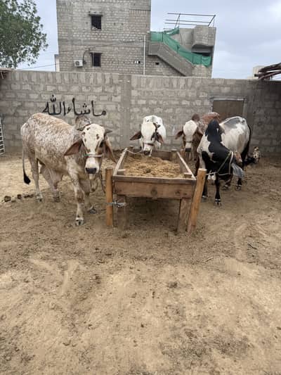 Al Rafay Cattle Farm