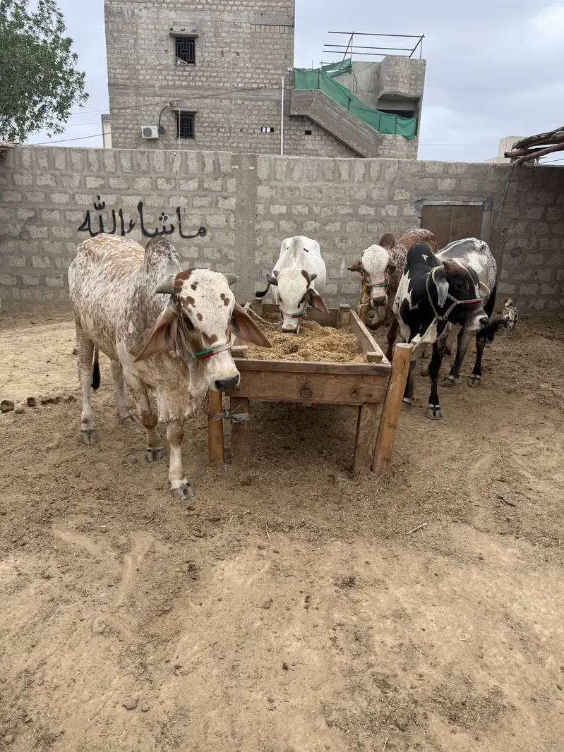 Al Rafay Cattle Farm — photo 2
