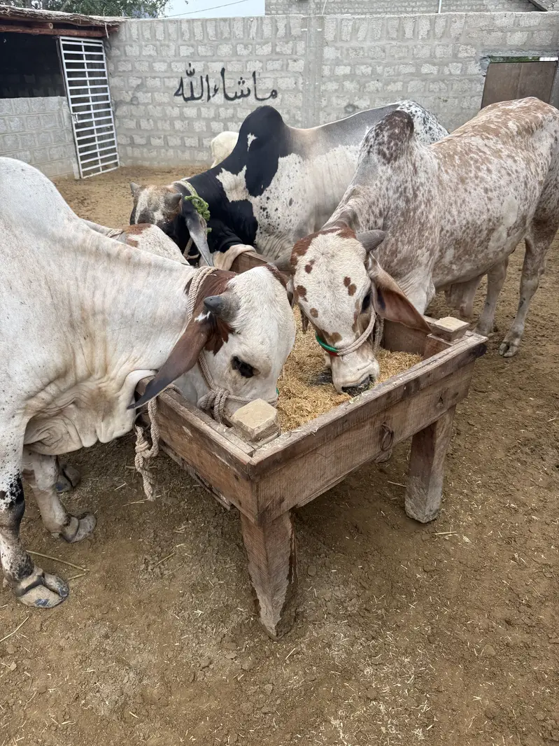 Al Rafay Cattle Farm — photo 3