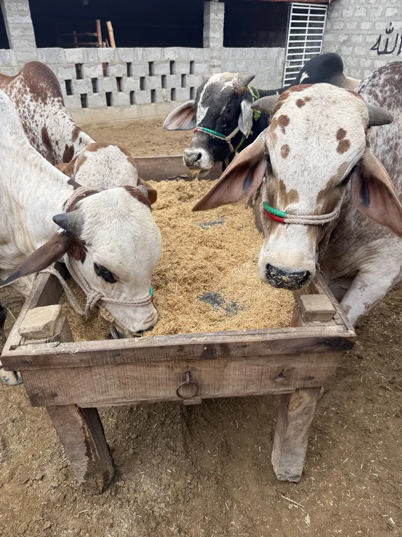Al Rafay Cattle Farm — photo 4