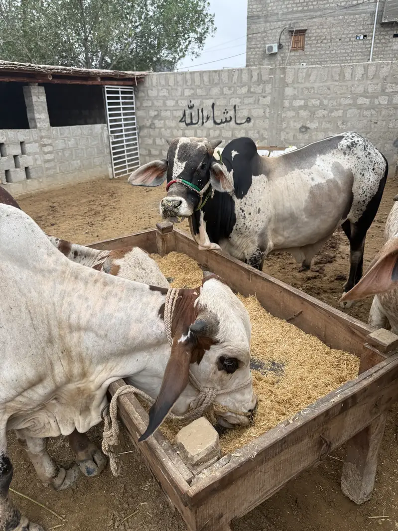 Al Rafay Cattle Farm — photo 5