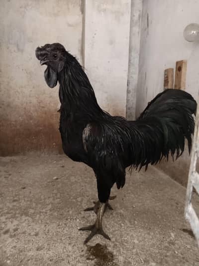 AYAM CEMANI MALE FOR SALE 03244201078