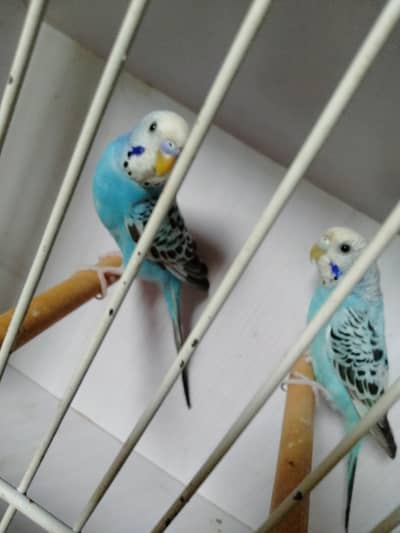 Sky blue oplinel pair for  sale whats app 03418116315