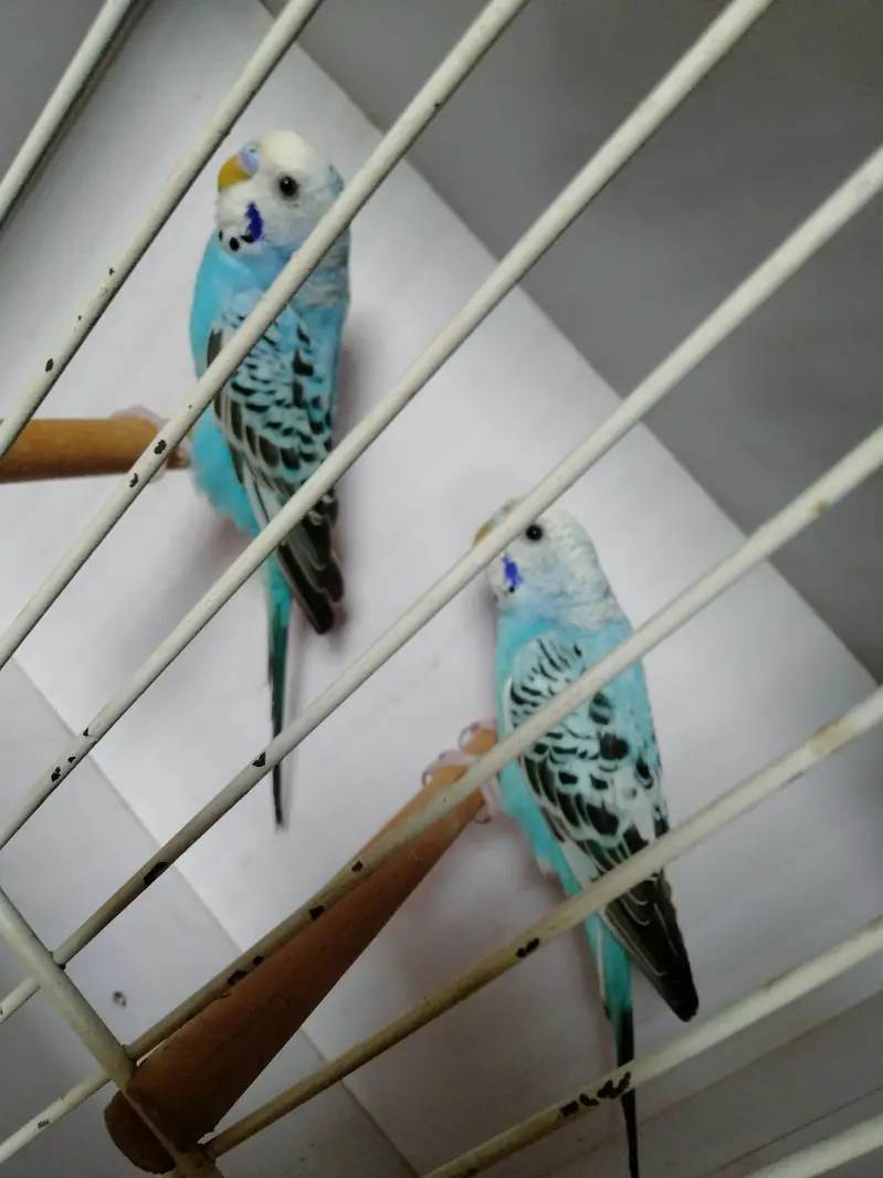 Sky blue opline pair ek male extra paid sale whats app 03418116315 — photo 2