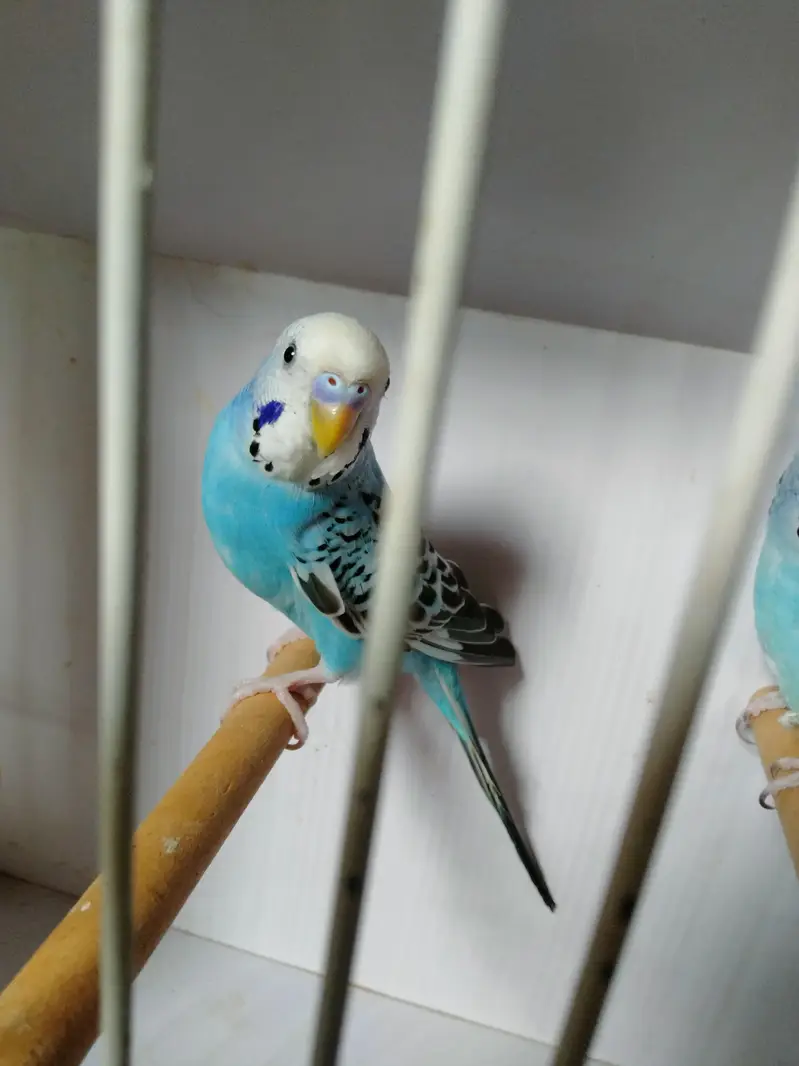 Sky blue opline pair ek male extra paid sale whats app 03418116315 — photo 3