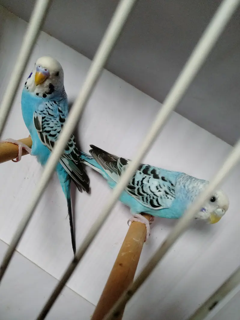 Sky blue opline pair ek male extra paid sale whats app 03418116315 — photo 4
