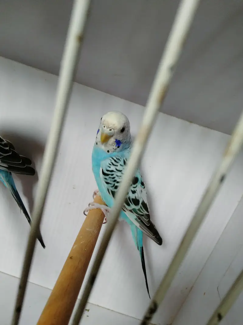 Sky blue opline pair ek male extra paid sale whats app 03418116315 — photo 5