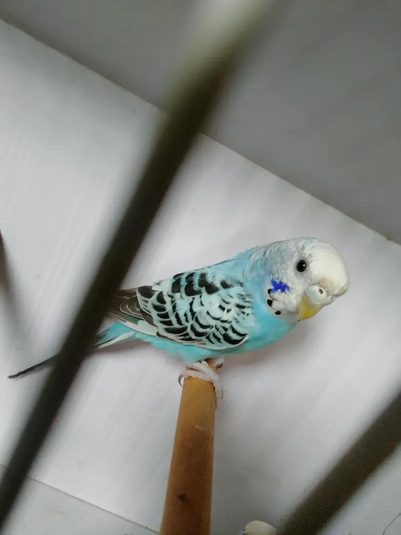 Sky blue opline pair ek male extra paid sale whats app 03418116315 — photo 6