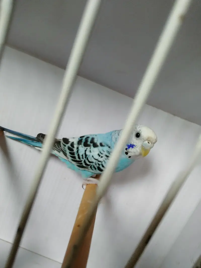 Sky blue opline pair ek male extra paid sale whats app 03418116315 — photo 7