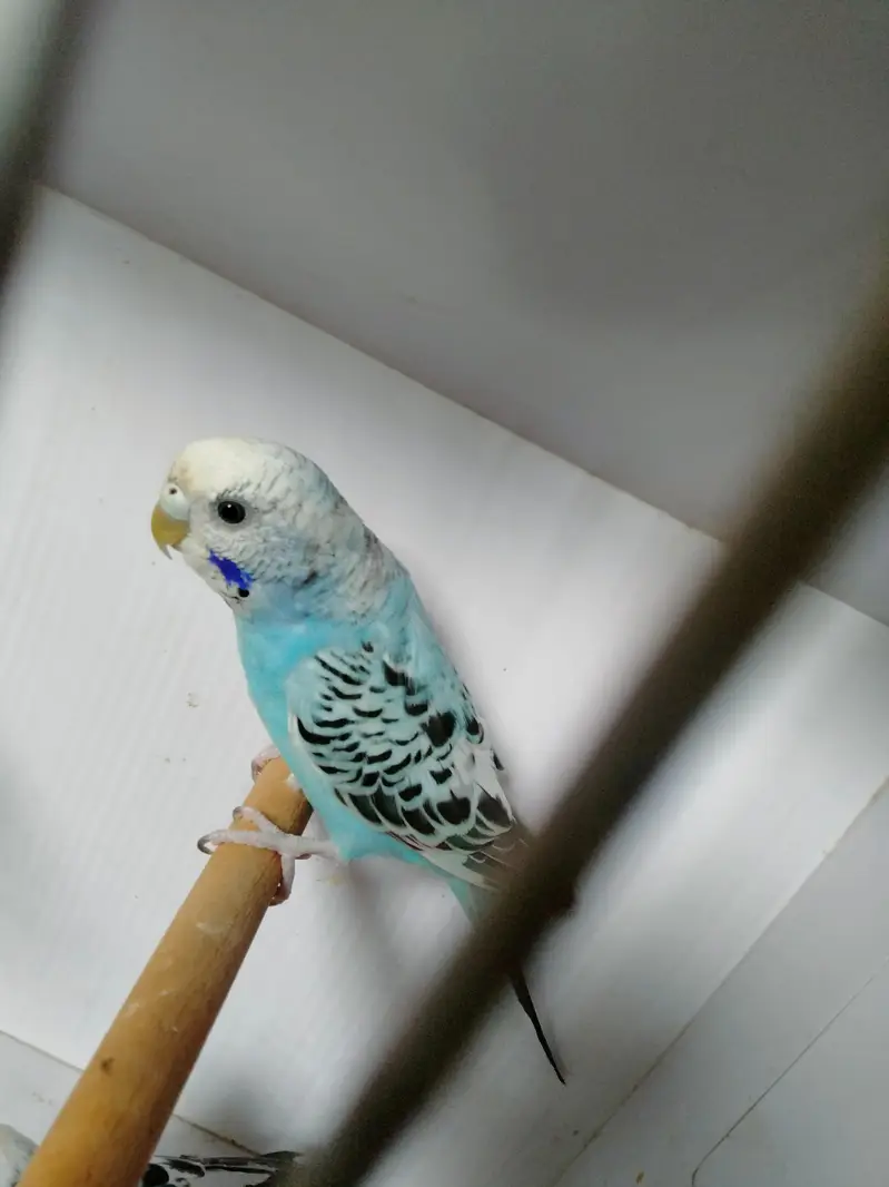 Sky blue opline pair ek male extra paid sale whats app 03418116315 — photo 8