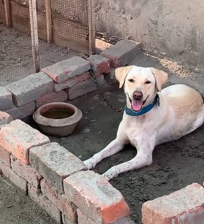 Labrador female for sale