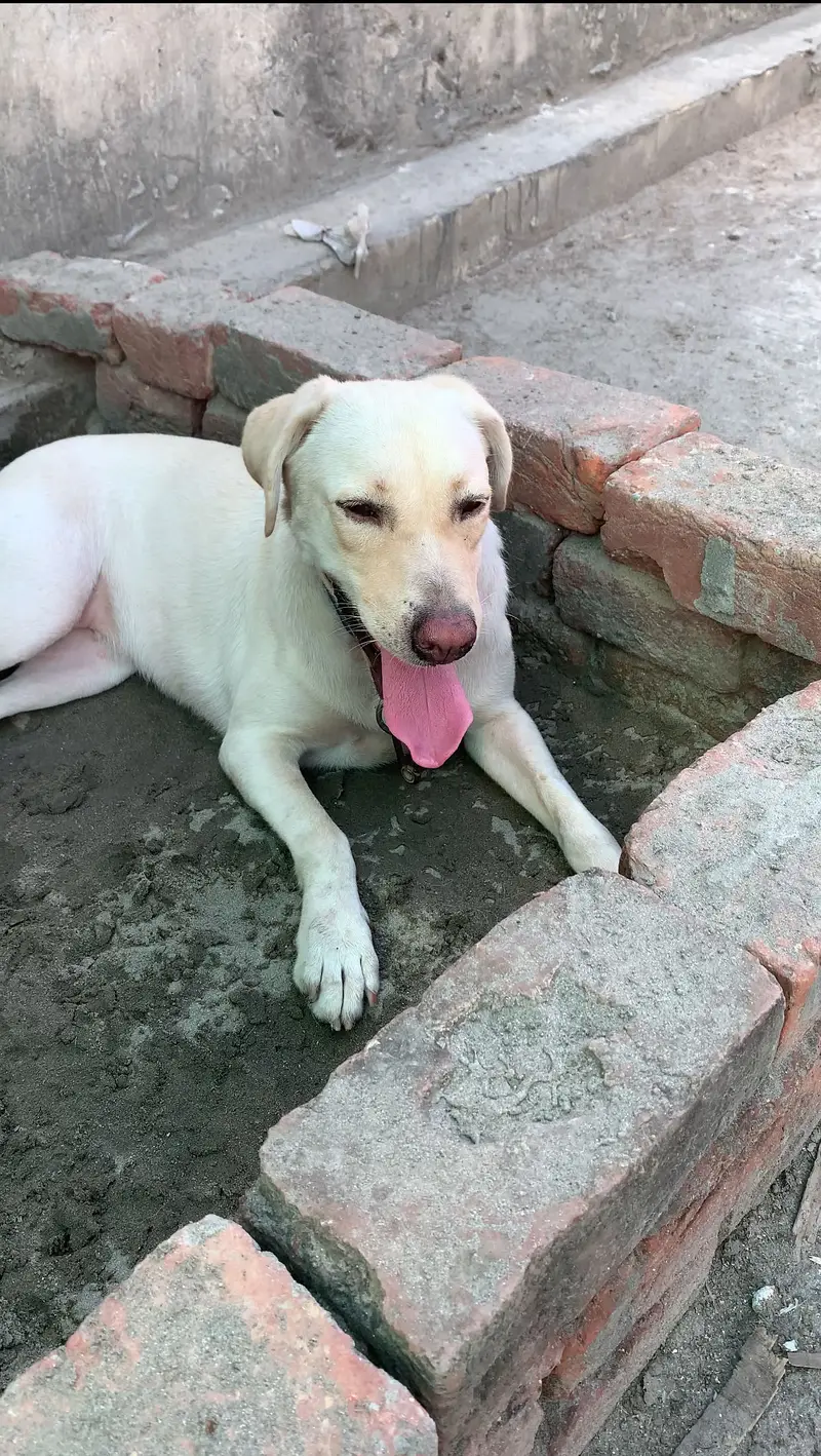 Labrador female for sale — photo 2