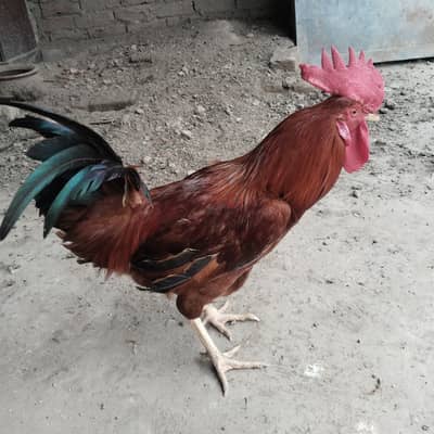 pure desi golden misri