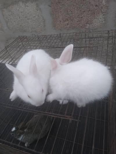 Cute 1 Month Old Rabbit Babies Pairs - Rs 1500 - Karachi