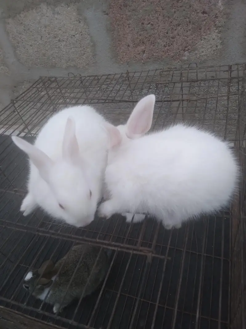 Cute 1 Month Old Rabbit Babies Pairs - Rs 1500 - Karachi