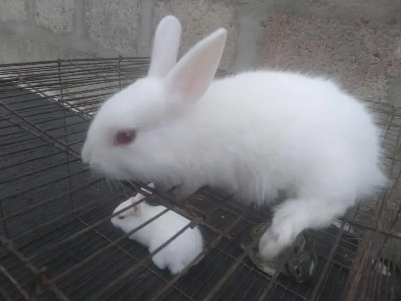 Cute 1 Month Old Rabbit Babies Pairs - Rs 1500 - Karachi — photo 2