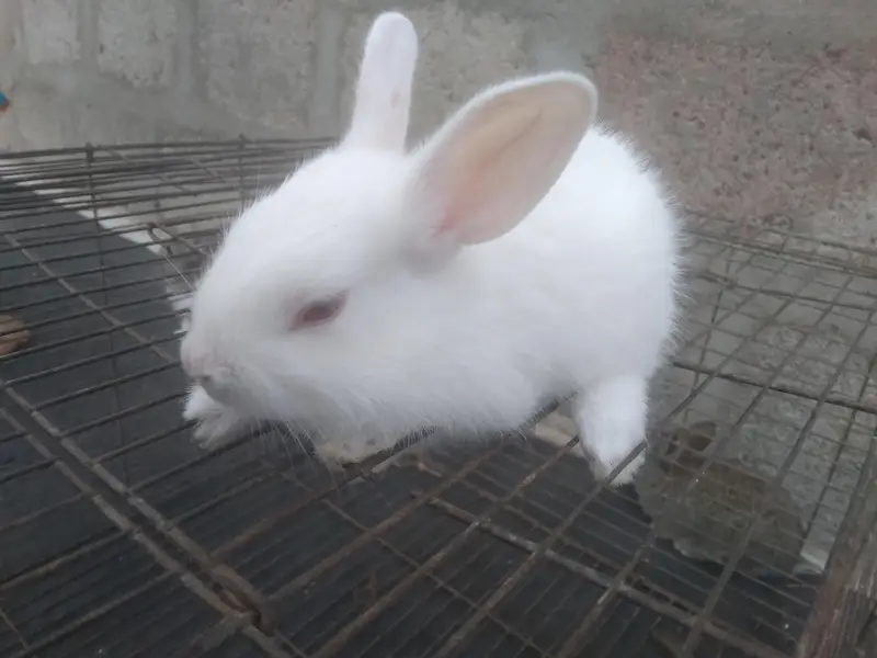 Cute 1 Month Old Rabbit Babies Pairs - Rs 1500 - Karachi — photo 3
