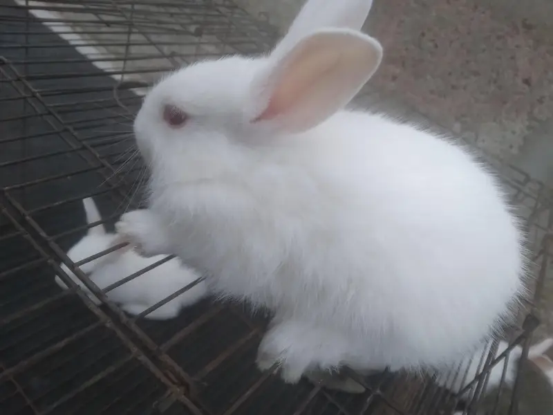 Cute 1 Month Old Rabbit Babies Pairs - Rs 1500 - Karachi — photo 4