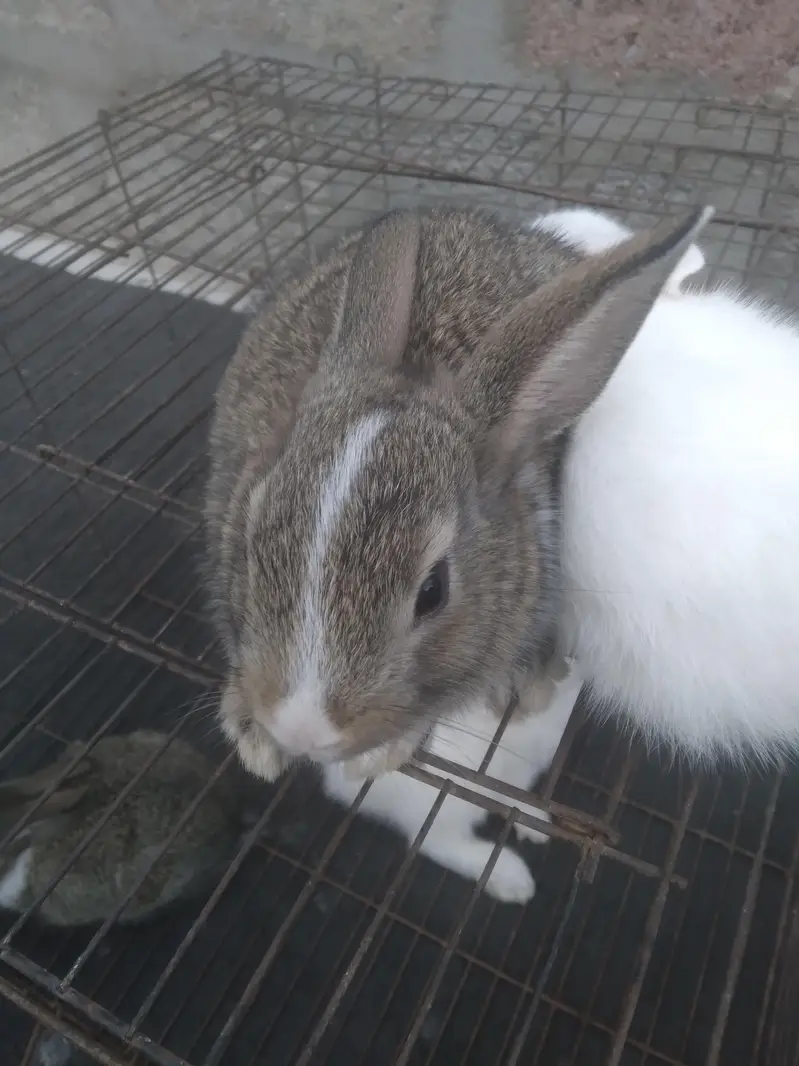 Cute 1 Month Old Rabbit Babies Pairs - Rs 1500 - Karachi — photo 5