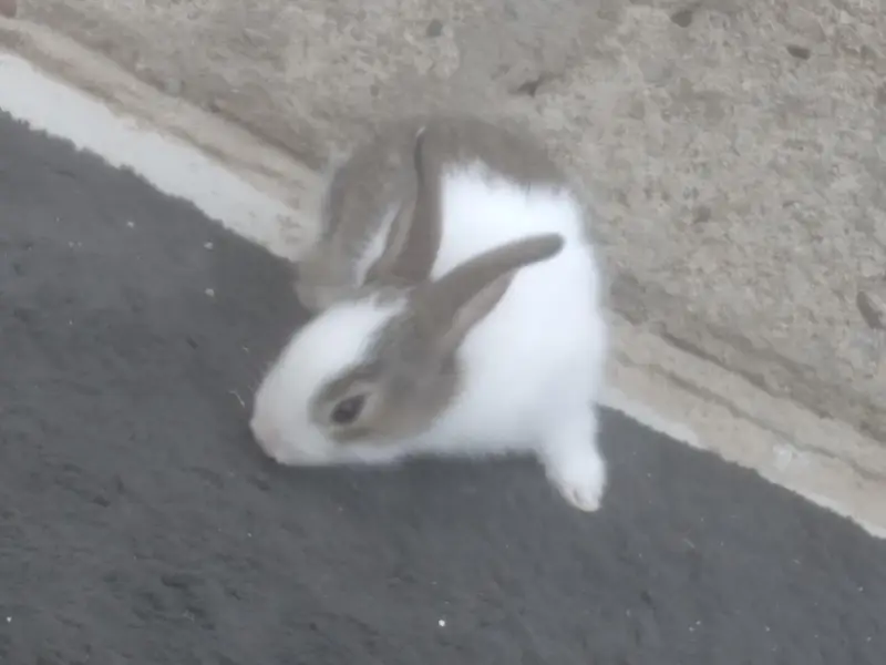 Cute 1 Month Old Rabbit Babies Pairs - Rs 1500 - Karachi — photo 6