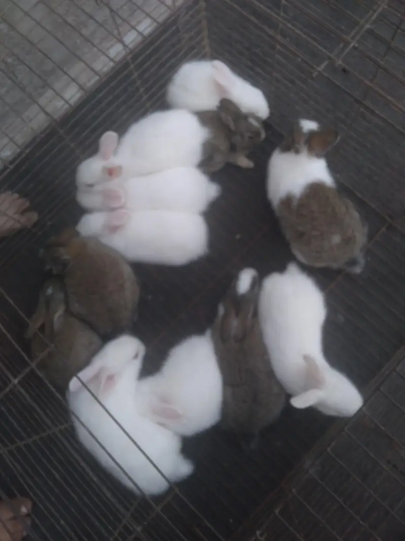 Cute 1 Month Old Rabbit Babies Pairs - Rs 1500 - Karachi — photo 7