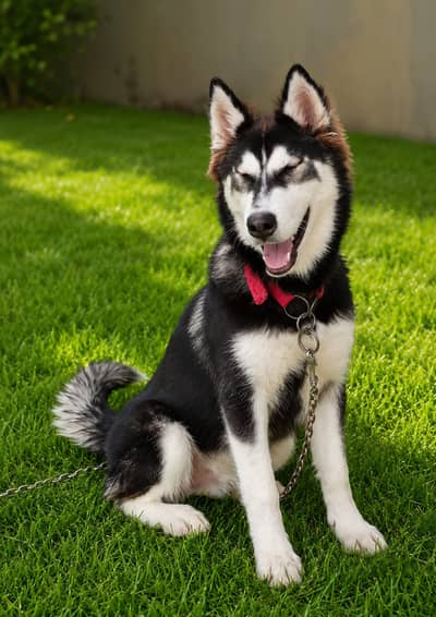 Pure Siberian Husky – Healthy Male Dog Available