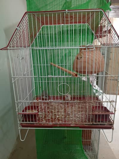 finch bonded pair with cage for sale
