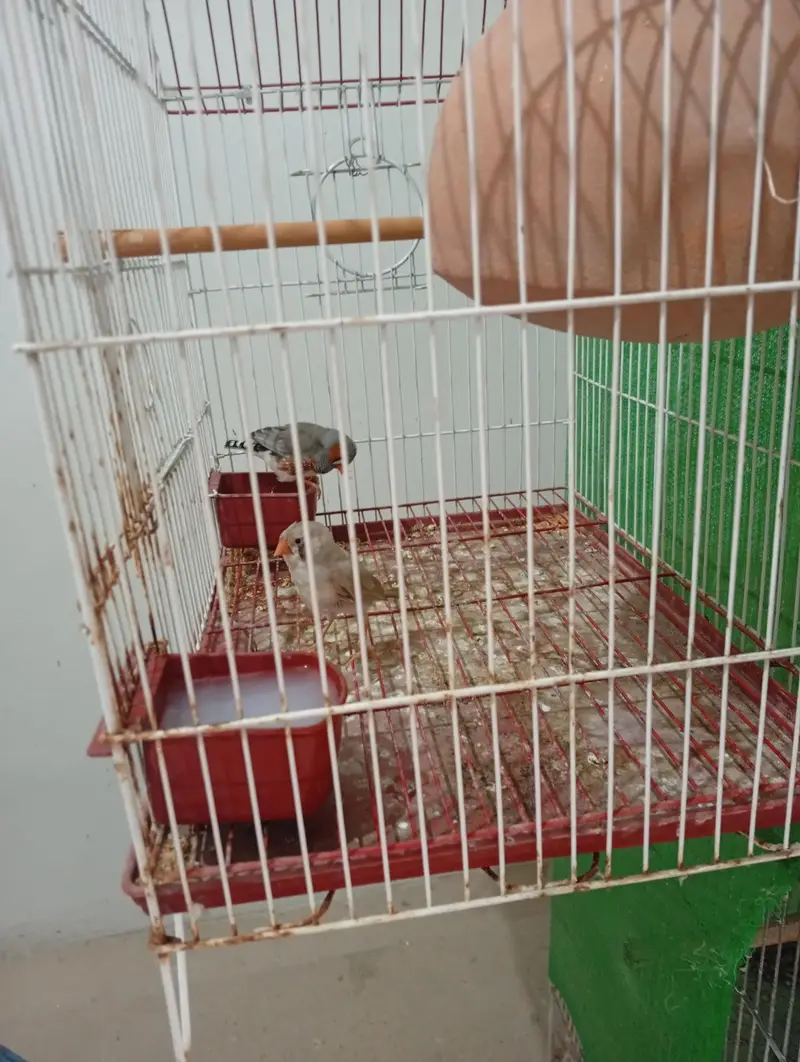 finch bonded pair with cage for sale — photo 2