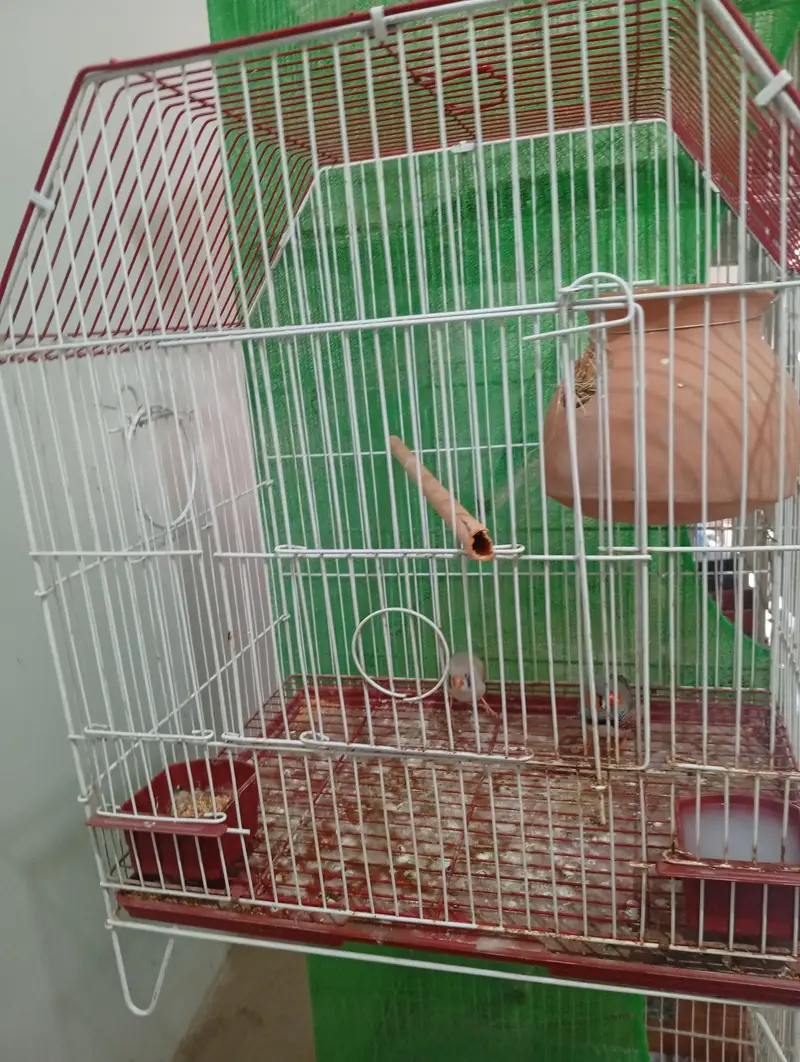 finch bonded pair with cage for sale — photo 3