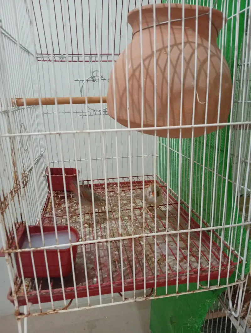 finch bonded pair with cage for sale — photo 4