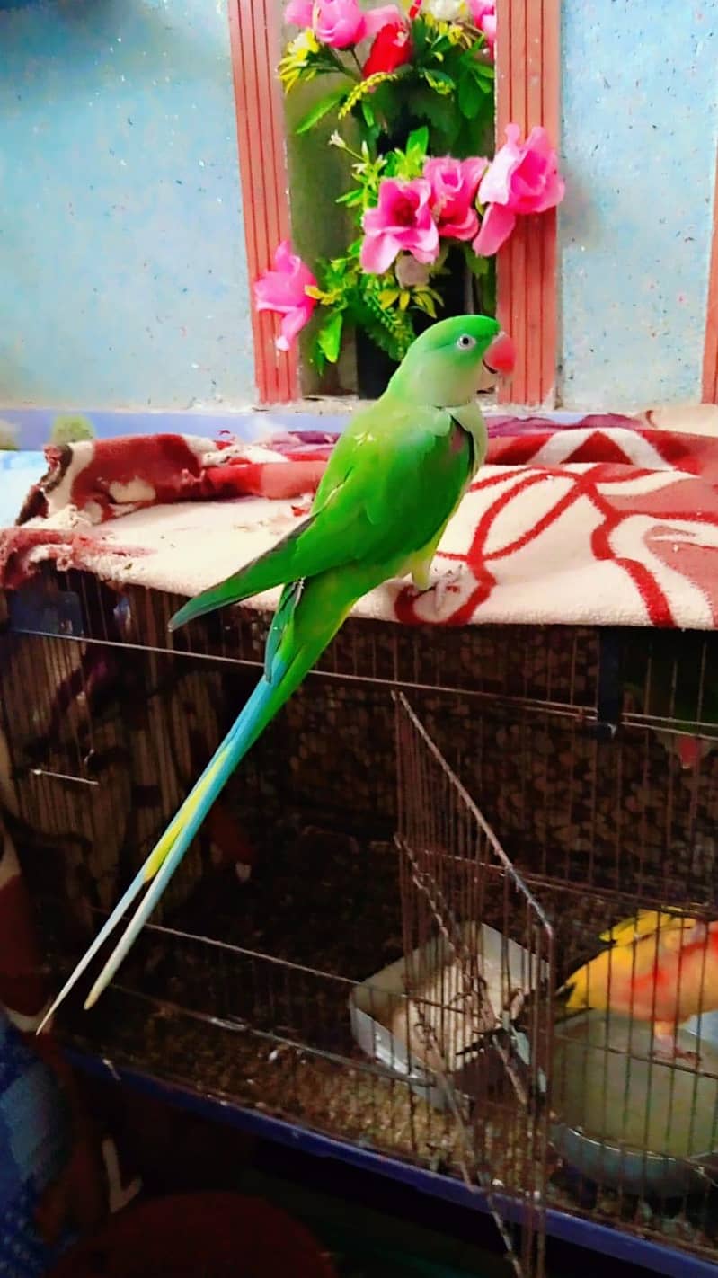 Raw parrot pair 0
