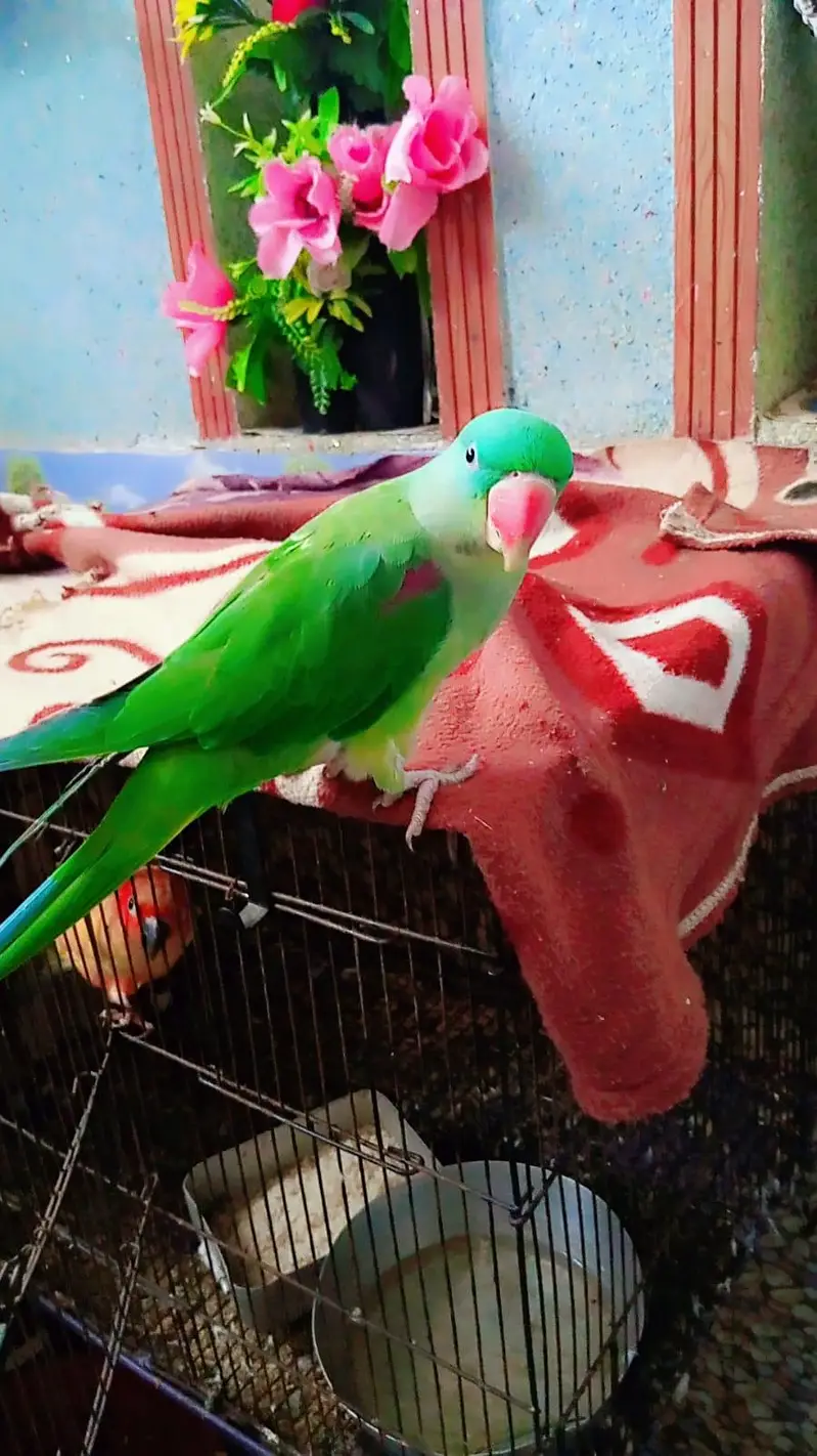 Raw parrot pair — photo 2