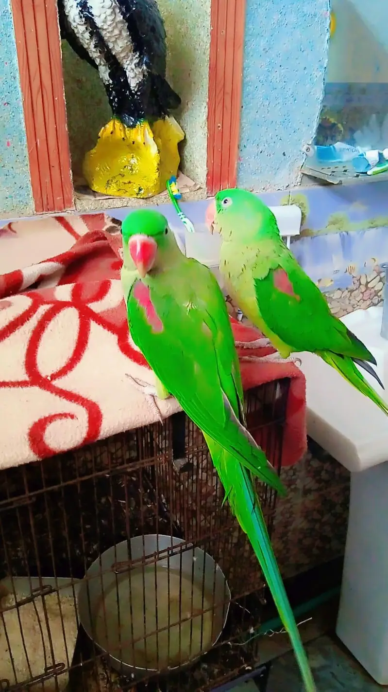 Raw parrot pair — photo 3
