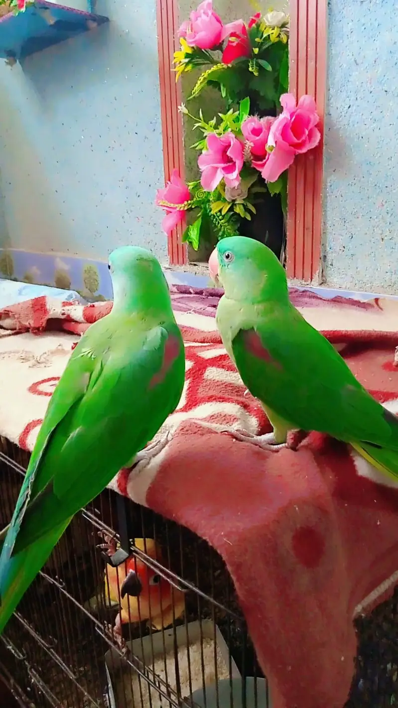 Raw parrot pair — photo 4