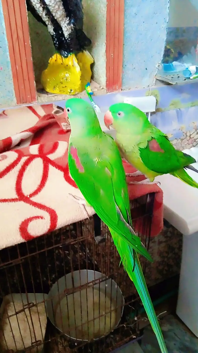 Raw parrot pair — photo 5