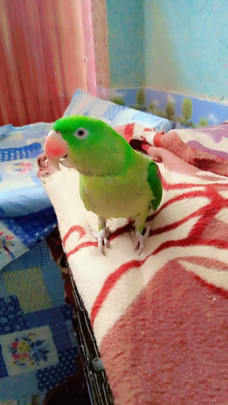 Raw parrot pair — photo 6
