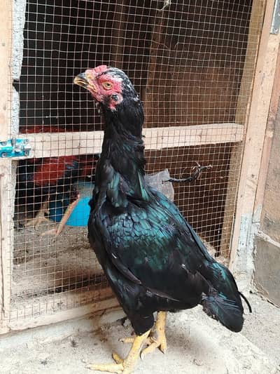 High quality Lasani Female for sale