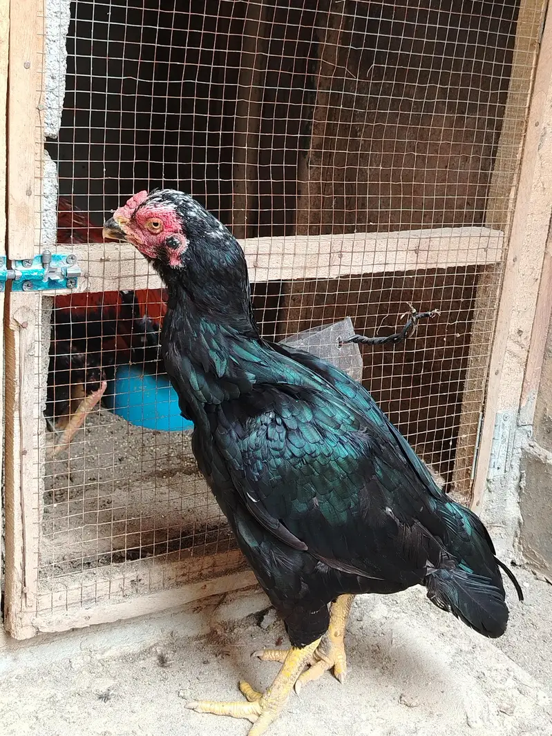 High quality Lasani Female for sale — photo 3