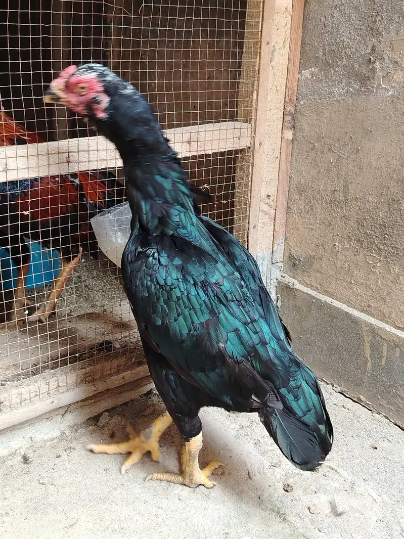 High quality Lasani Female for sale — photo 4