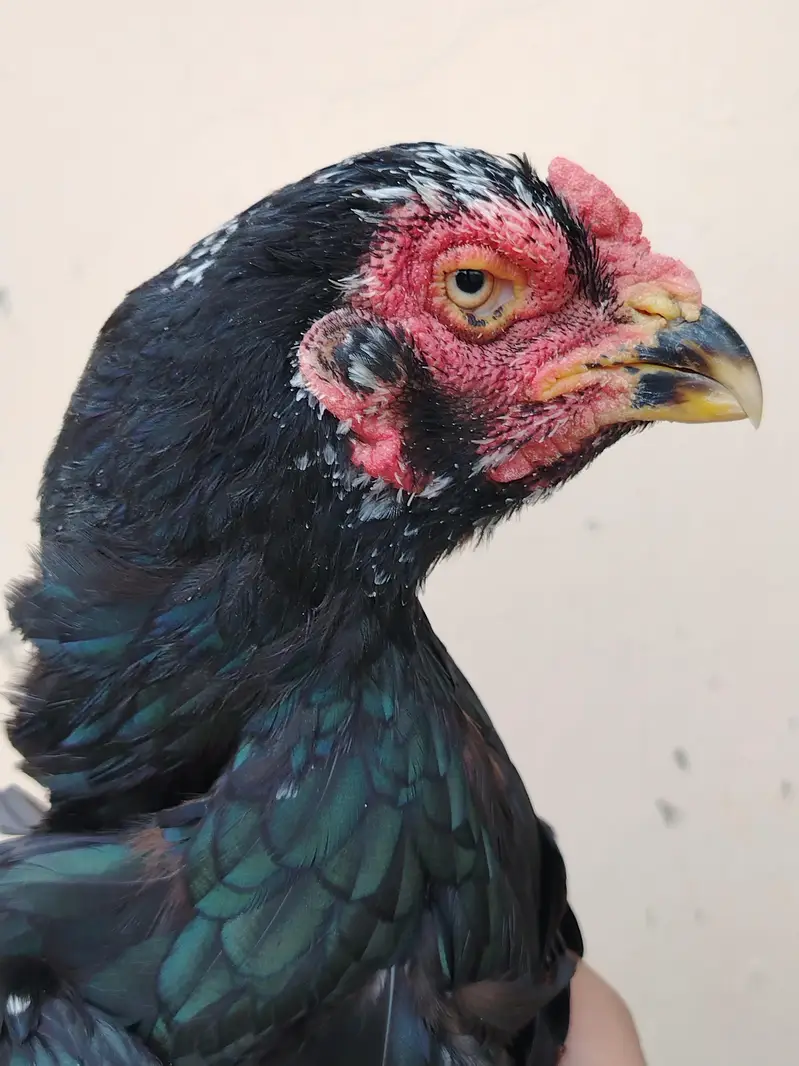 High quality Lasani Female for sale — photo 5