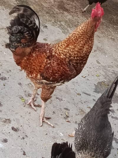 Golden Desi Male  big size