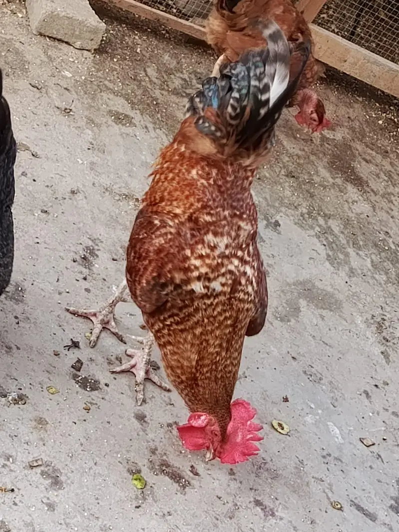 Golden Desi Male  big size — photo 2